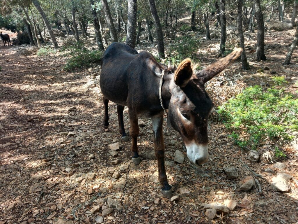 GR221-Donkeys
