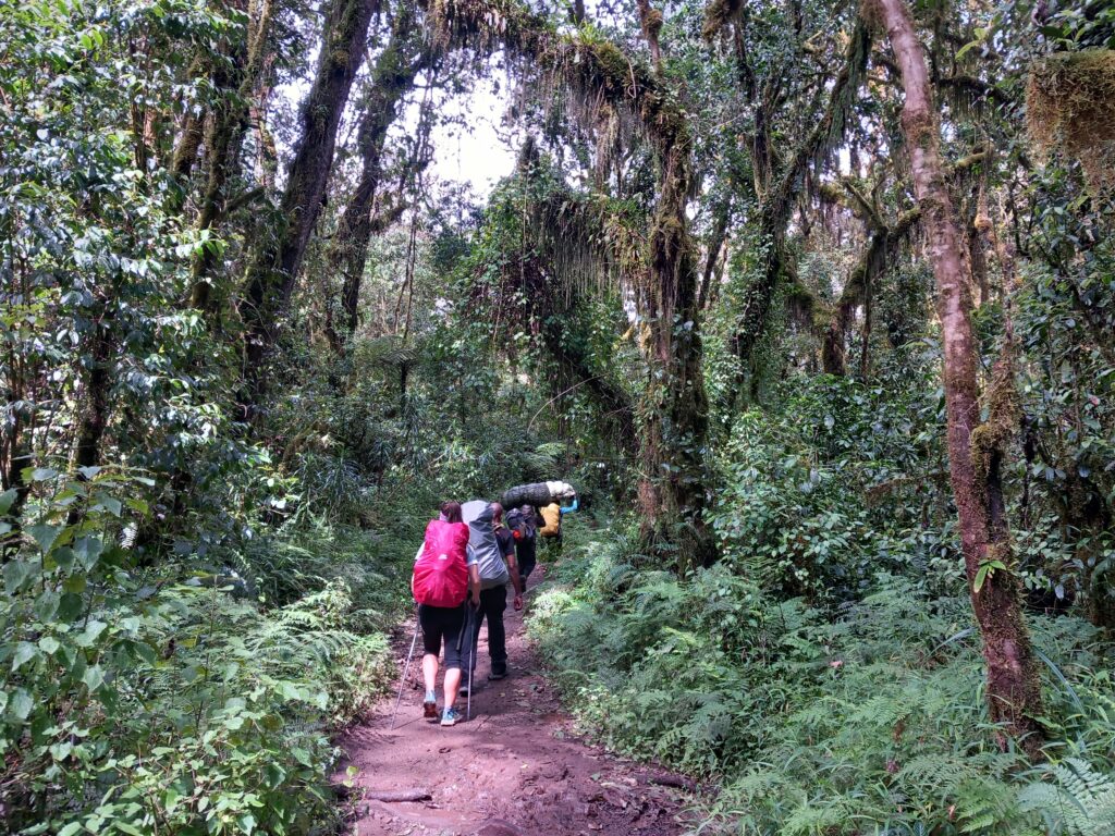 Kilimanjaro Trekking: Rainforest