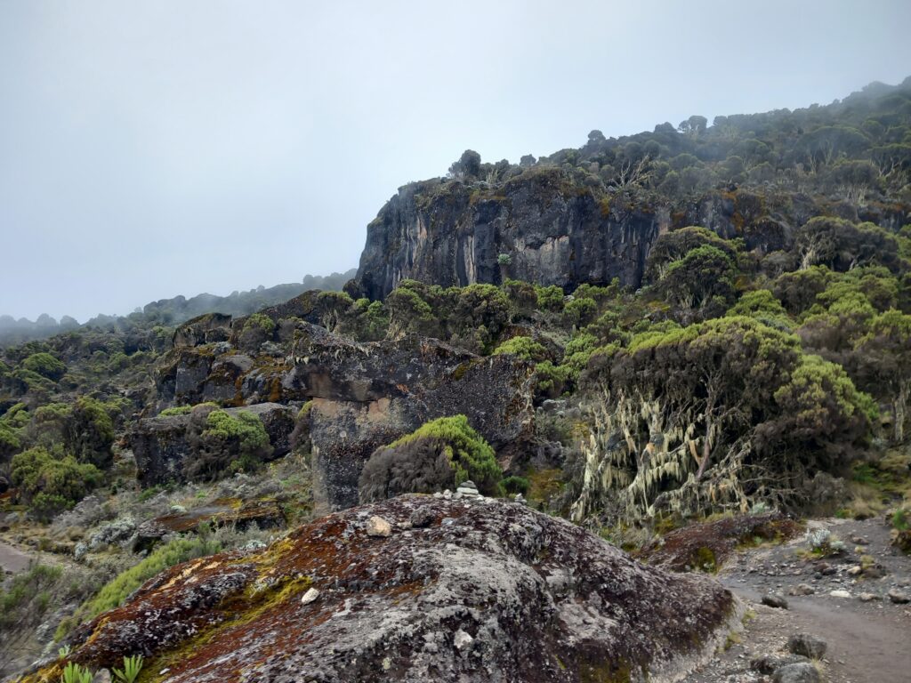 Kilimanjaro Trekking: vegetation before Shira Cave Camp