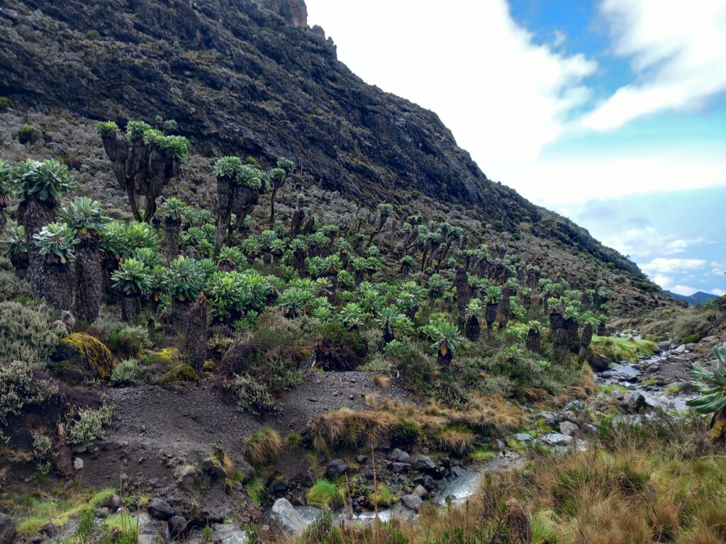 Kilimanjaro Trekking: vegetation below the Baranco Wall