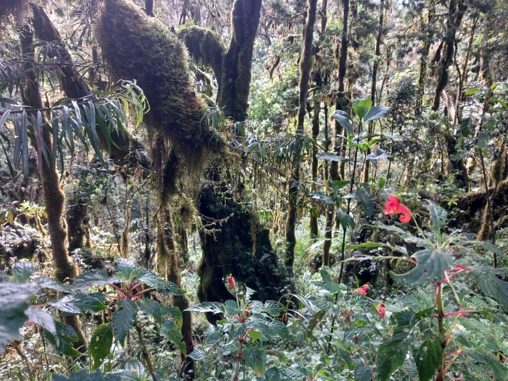 Kilimanjaro Trekking: local flower (elephant trunk)