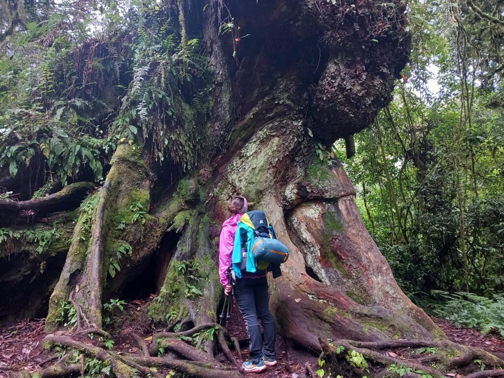 Kilimanjaro Trekking: local tree