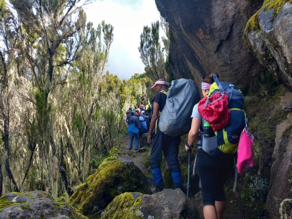 Kilimanjaro Trekking: towards Shira Cave Camp